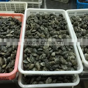 High Quality Frozen Vacuum Packed Short Necked Clam thumbnail-4