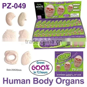 Crazy Water Growing Human Body Organs thumbnail-3
