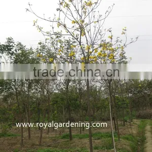 Tabebuia Chrysantha With Yellow Flower Season thumbnail-1