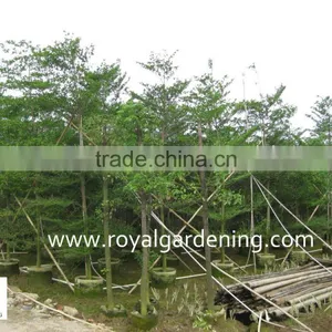 Terminalia Mantaly Tropical Trees High 4-9m,dia 6-13cm thumbnail-2
