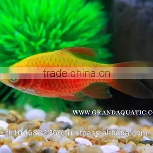 Rosy Barb Fish Farm For Sale and Export thumbnail-1
