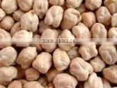 Kabuli Chickpeas thumbnail-1