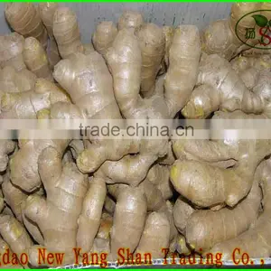 Lastest Dried Ginger Export Price Wholesale Ginger And Garlic thumbnail-1