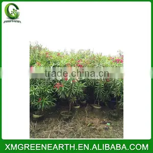 Nerium Indicum Mill Red Flower thumbnail-2