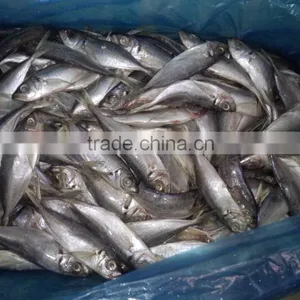 Sea Frozen 100-150g Horse Mackerel or Sacd From China thumbnail-5