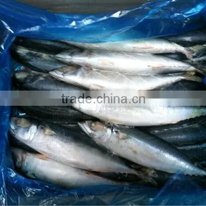 200-300G Sea Frozen Pacific Mackerel thumbnail-1