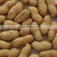 Roasted Groundnuts in Shell thumbnail-1