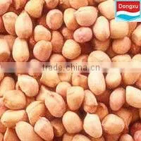 Peanuts Kernel in China thumbnail-1