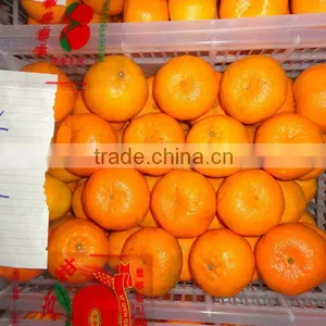 2012 Big Mandarin 70mm thumbnail-1