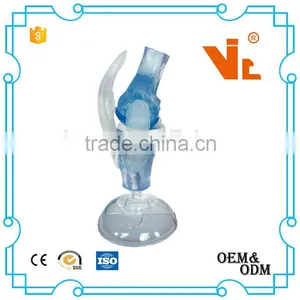 V-AM036 Plastic Human Knee Anatomic Model thumbnail-3