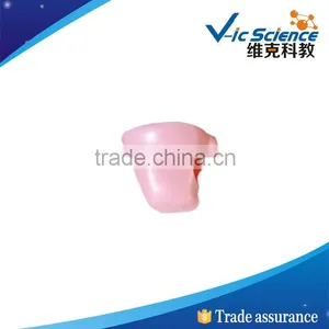 Best Price Good Quality Headform Model 100% Factory thumbnail-1