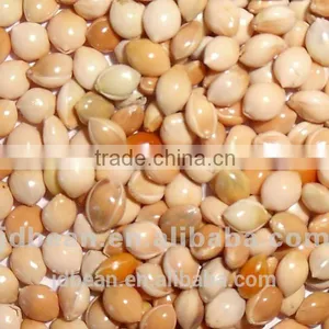 High Quality White Broomcorn Millet (glutinous Broom Corn/proso Millet) thumbnail-5