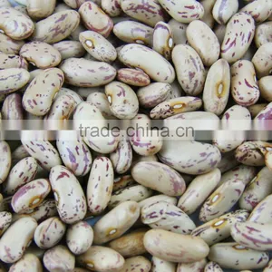 Light Speckled Kideny Bean thumbnail-1