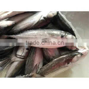 Frozen Newly Caught Torpedo Trevally on Sale thumbnail-1