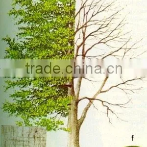 Fagus Sylvatica Plant thumbnail-1