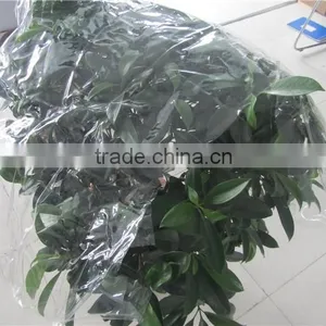 100% Raw Material uv Protection Agricultural Greenhouse Film for Sale thumbnail-2
