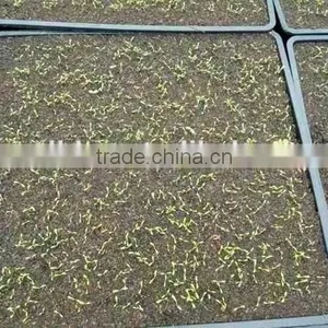OEM Design Thermoformed Agricultural Plastic Pallets thumbnail-1