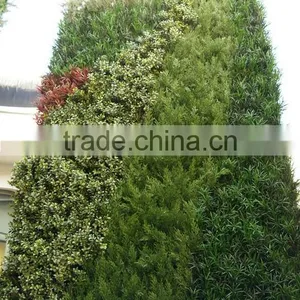 Exterior Grade Green Walls Made With Buxus Sprays to Create a Simple Green Backdrop thumbnail-2