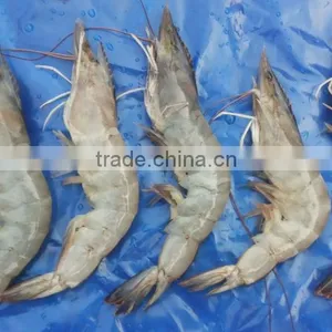 Vannamei Shrimp thumbnail-6