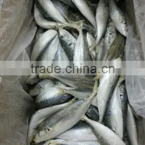 Sea Frozen Horse Mackerel thumbnail-3