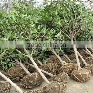 Osmanthus Fragrans Rootball thumbnail-1