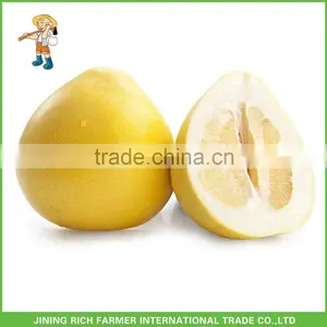 Fresh Honey Pomelo thumbnail-1