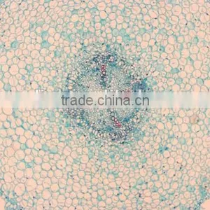 Plant Root Slides , Plant Root Tip Slides , Root Slides of Botany, Root Slides of Root thumbnail-3
