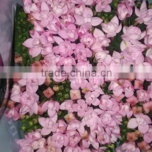 Fresh Cut Chimeras Wedding Decoration Fresh Cut Flowers thumbnail-1