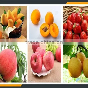 Leader High Quality Mango Pulp Crushing Machine Offering Its Services to Overseas thumbnail-6