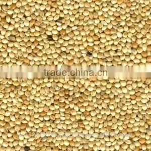 YELLOW MILLET thumbnail-2