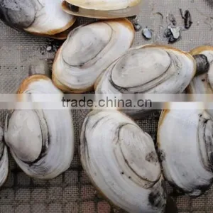 High Density Plastic Flat Netting for Oyster thumbnail-3