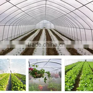 Low Cost Hot Galvanized Steel Plastic Sheet Tomato Greenhouse Farming in Tanzania thumbnail-4