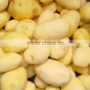 TP Series Kitchenwares Hot Sale Potato Peeler Manual thumbnail-6