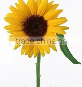 2016 Selling Flower Single Head Sunflower For Home Decoration thumbnail-1