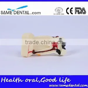 Dental Model School Teaching Dental Eduction Assitant No. DEA-15 4 Times Integrated Pathology Model thumbnail-3