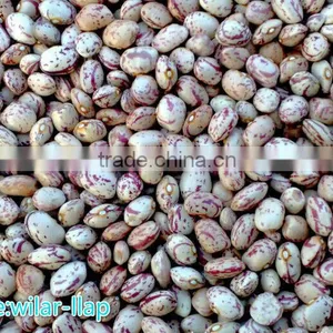 2014 Light Speckled Kidney Beans, Round Shape, Xinjiaing Origin thumbnail-1