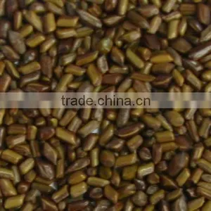 Cassia Tora Seeds thumbnail-3