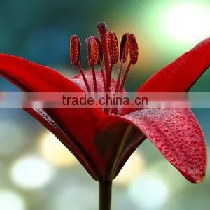 Fresh Red Lilies thumbnail-1