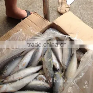 New Season Frozen Seafood Mackerel Fwhole Sale thumbnail-1
