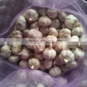 Fresh Garlic 2015 Crop thumbnail-1