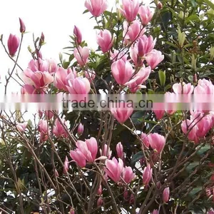2016 Newest Purple Magnolia Seeds Mulan Tree Seeds For Planting thumbnail-6