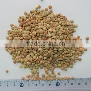 Hot Products Grade A Sunflower Seeds thumbnail-3