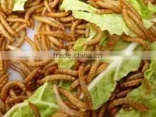 Dried Mealworms for Chicken Feed thumbnail-4