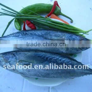 Frozen Seafood Bonito Tuna thumbnail-1