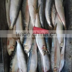 Frozen W/R Fresh Sardine Fish thumbnail-1