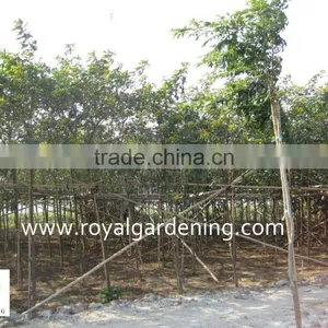 Cassia Surattensis Cassia Glauca Trees thumbnail-1
