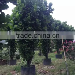 Ficus Lacor thumbnail-1