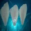 Sell Frozen Yellow Fin Sole Fillet thumbnail-1