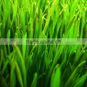 Premium Grade Wheat Grass Powder At Your Door Steps thumbnail-1