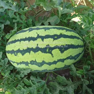 Emperor 8th Oval Shape Good Adaptability Hybrid Watermelon Seeds thumbnail-2